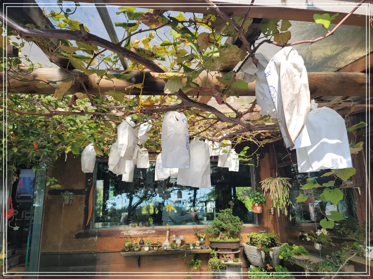 강화도-석모도-보문사-토담마을-포도