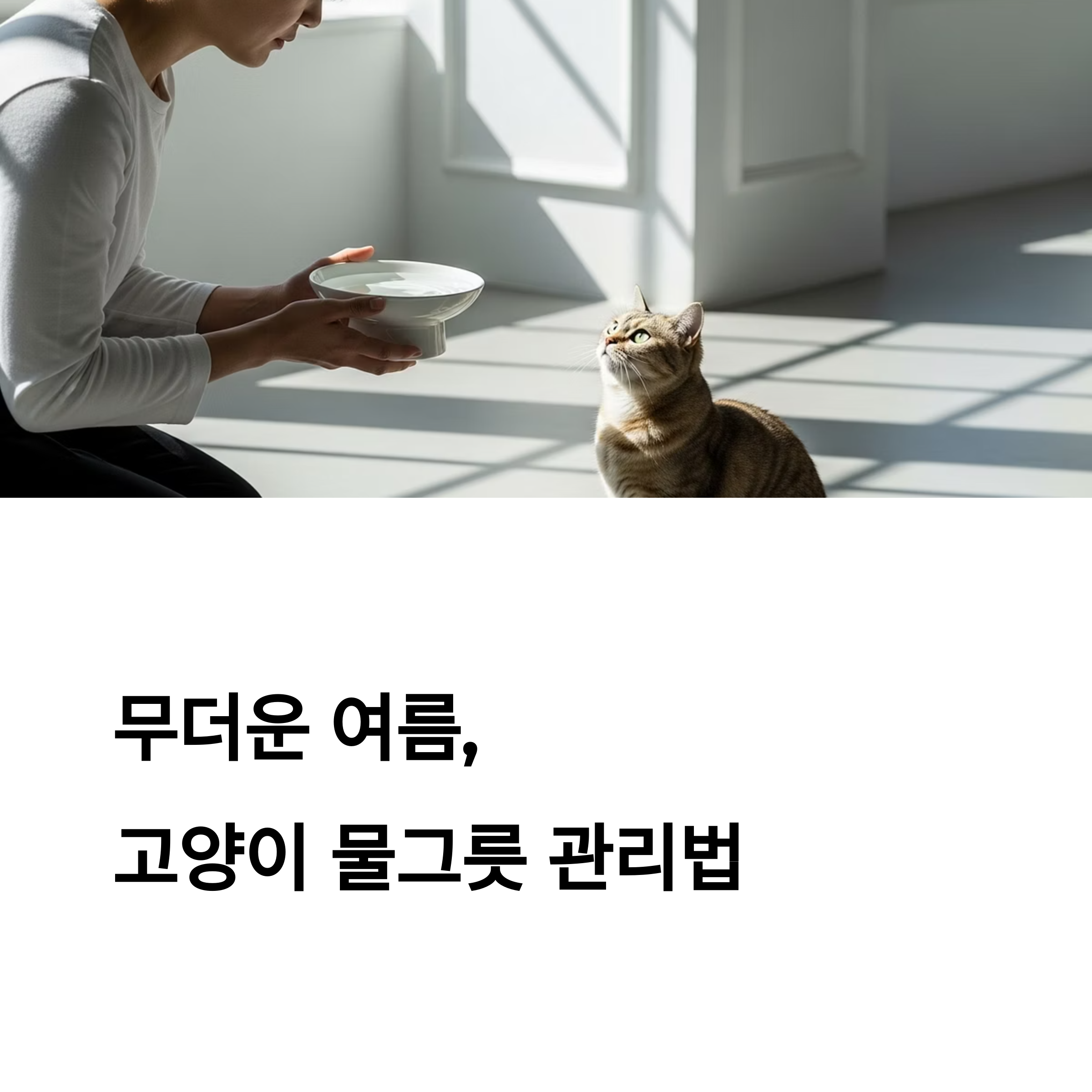 무더운 여름, 고양이 물그릇 관리법