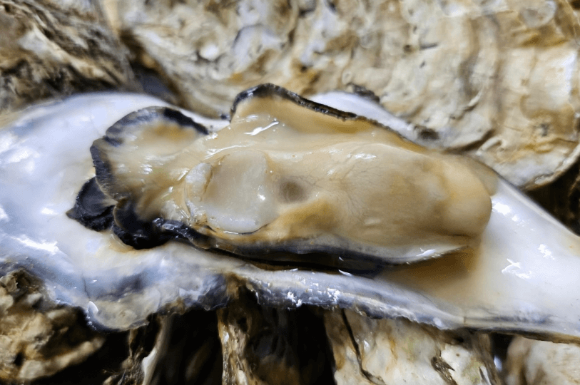 생방송투데이 굴구이 굴무침 굴미역국 경남 거제 맛집