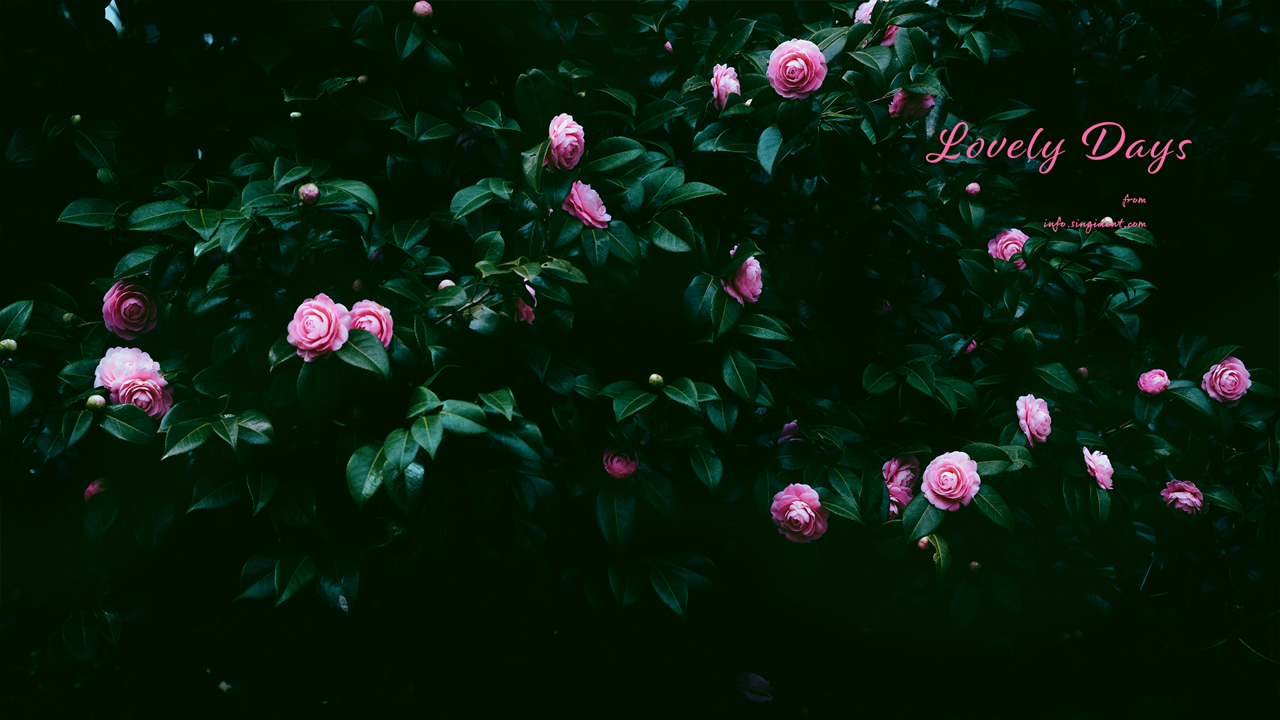 10 동백꽃나무 C - Lovely Days 꽃배경화면