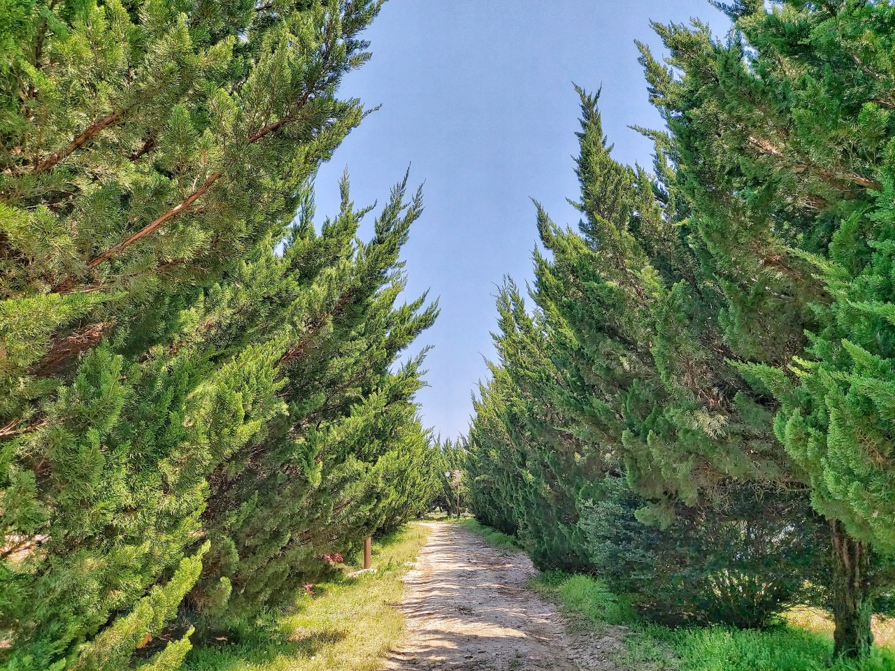 천개의 향나무숲