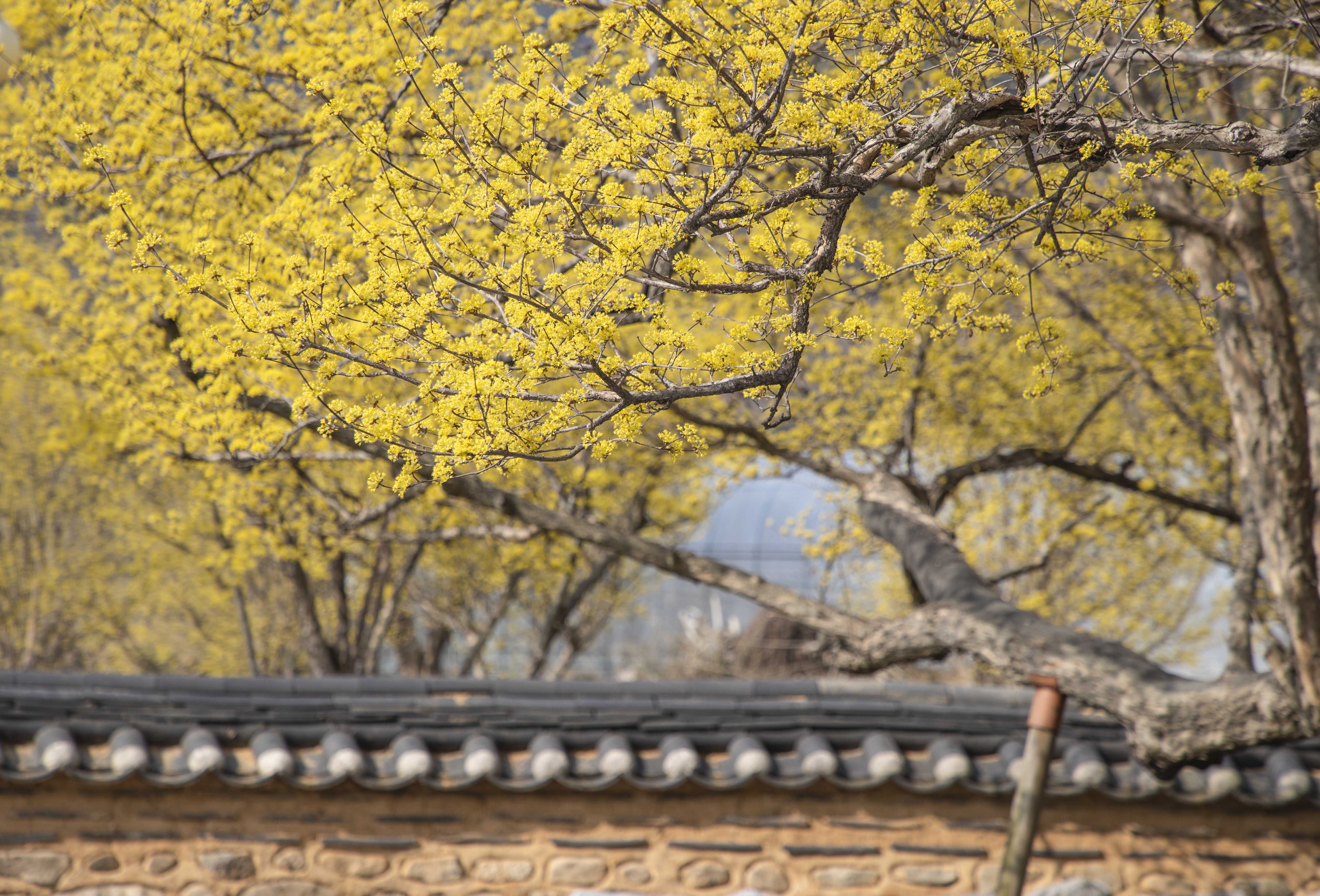 산수유꽃