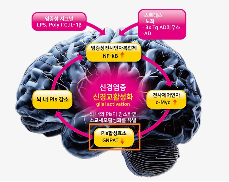 항염증, 항산화