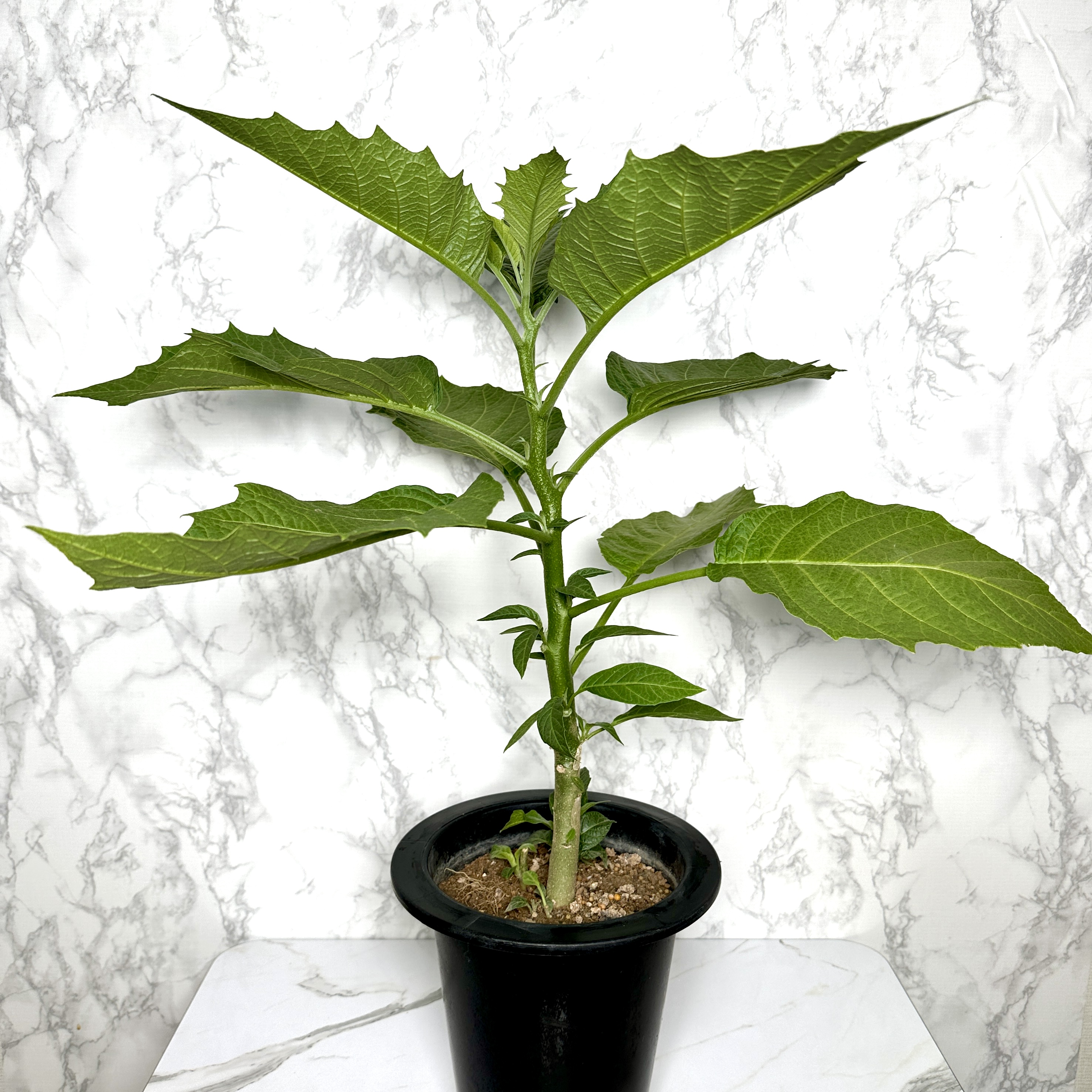 천사의나팔 키우기 꽃 꽃말 키우는방법