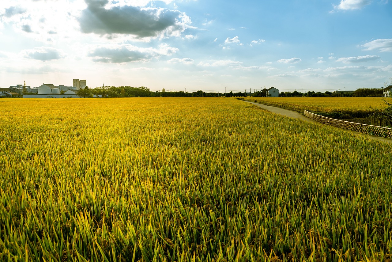 농지에 벼 사진