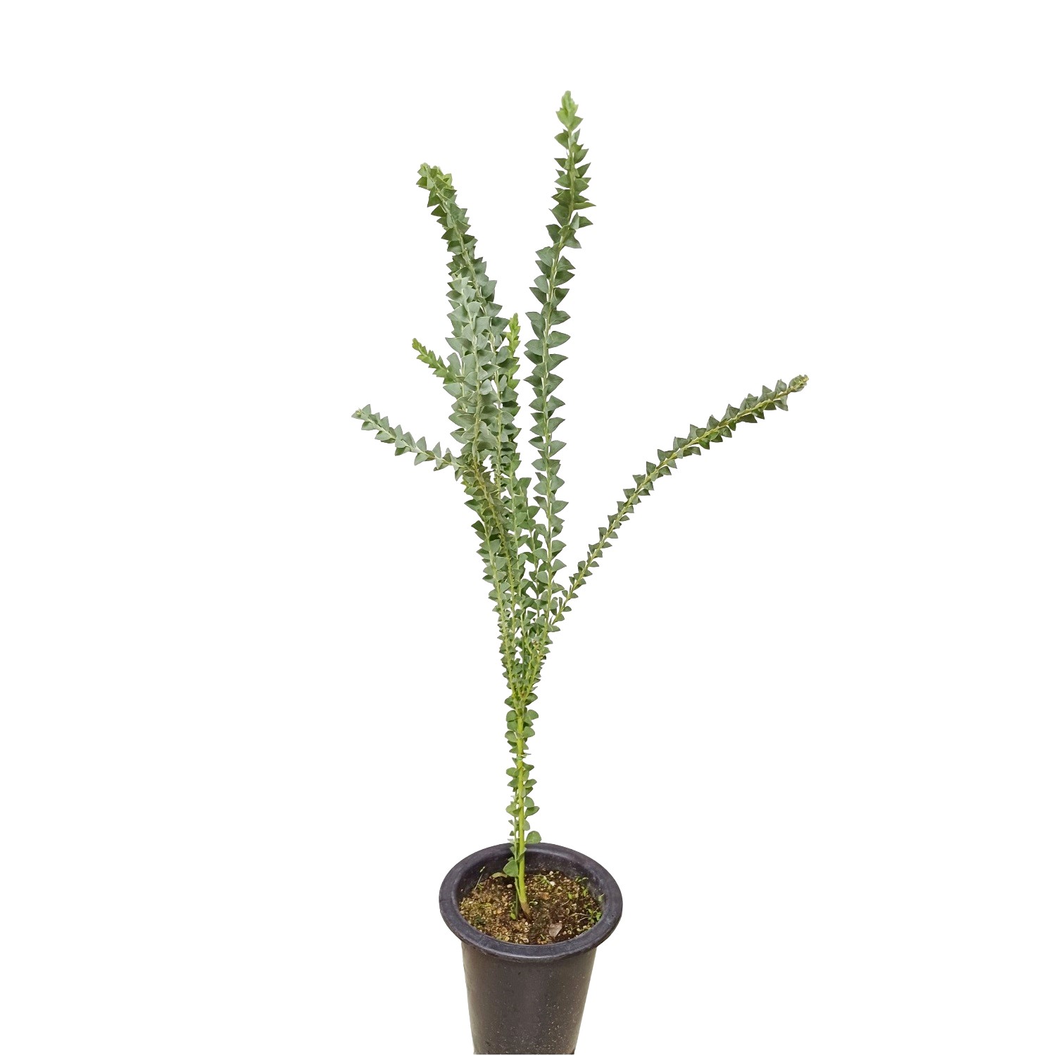 삼각잎 아카시아 키우기