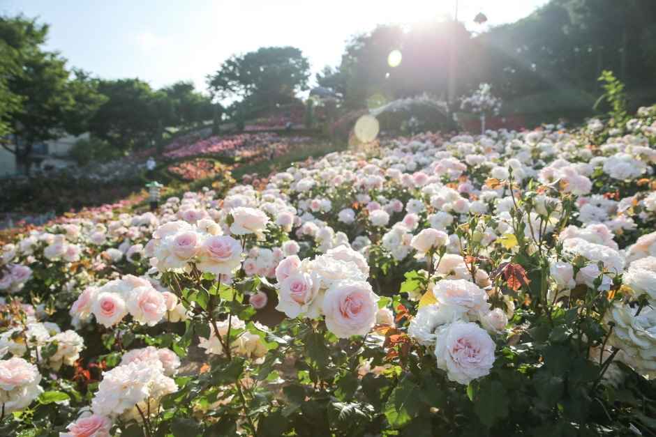 부천 백만송이장미원