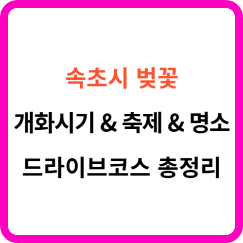 속초 벚꽃 개화시기 명소 드라이브 코스 축제 가이드 썸네일