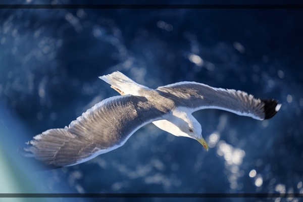 지구가 아파요. 14 극지조류 북극바다갈매기