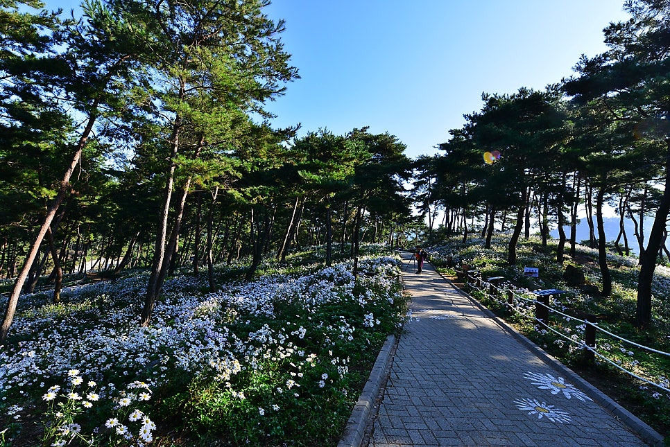 정읍 구절초 꽃축제2