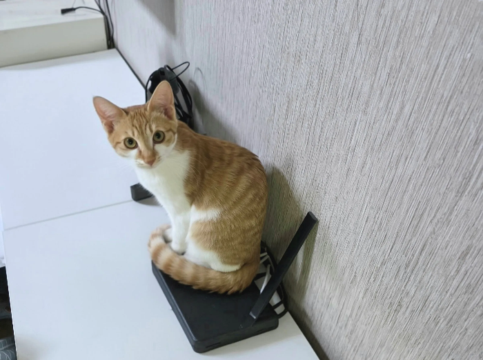 반려동물 호흡기 질환, 단순 감기로 넘기면 안 되는 이유