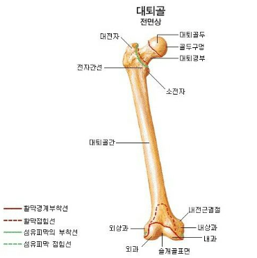 대퇴골