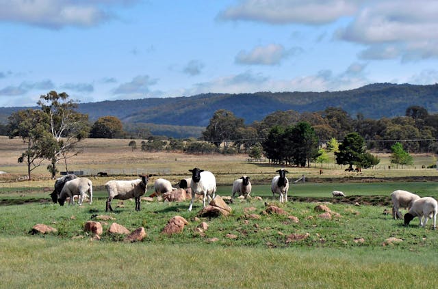 마운트 바커 레인지 농장