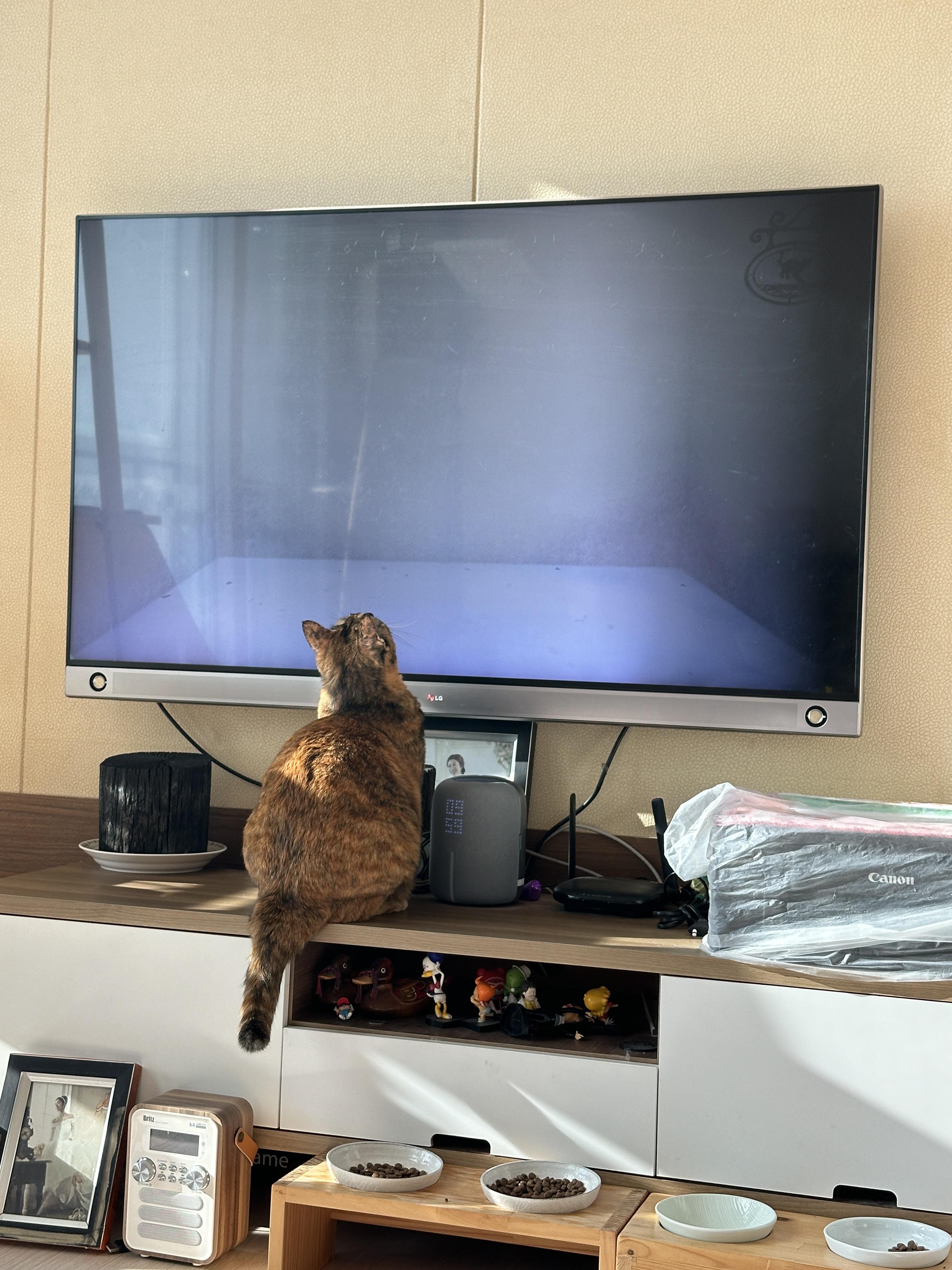 TV속_영상을_뚫어져라_바라보고_있는_카오스고양이_사랑이_뒷모습