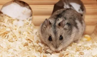 햄스터 한밤중에 집을 탈출하려는 이유 관리_11