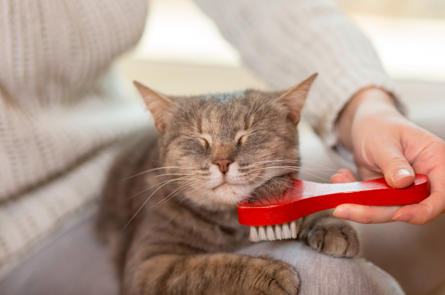 매일 고양이털 빗겨주기