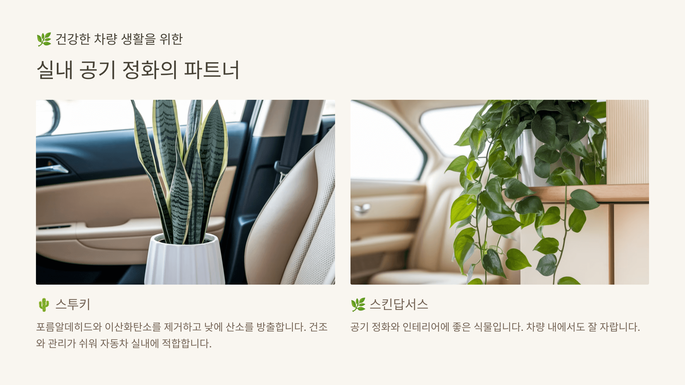 스투키와 스킨답서스