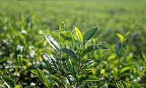 녹차의효능