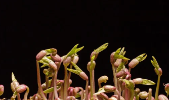 황태 콩나물국 만드는법