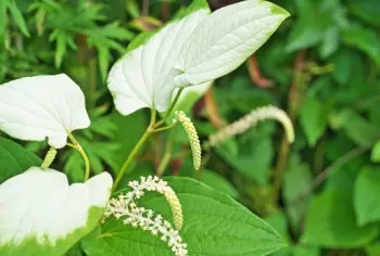삼백초 효능 및 영양성분&amp;#44; 주의점