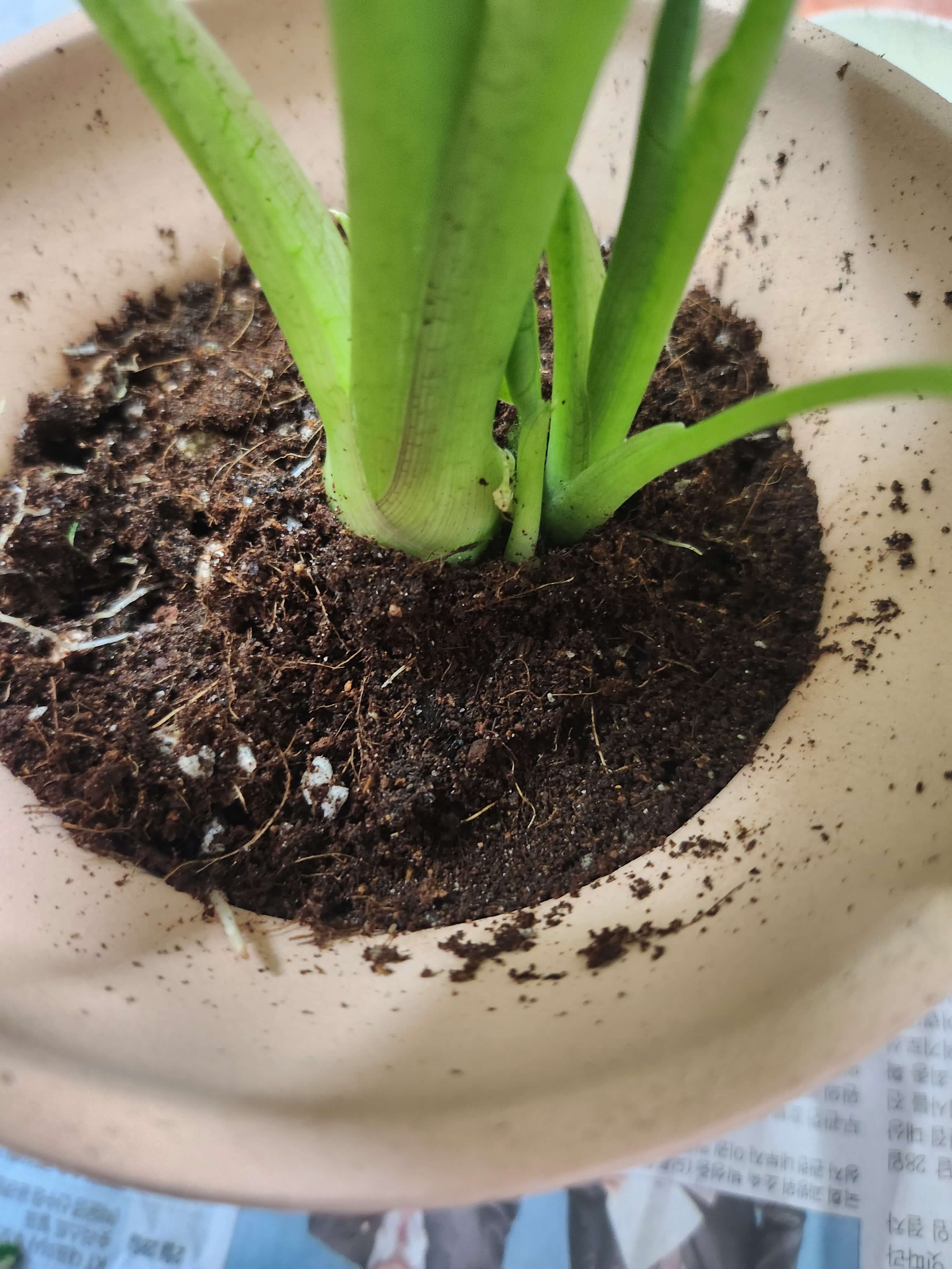 알로카시아 분갈이