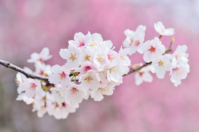 후쿠오카 벚꽃 명소