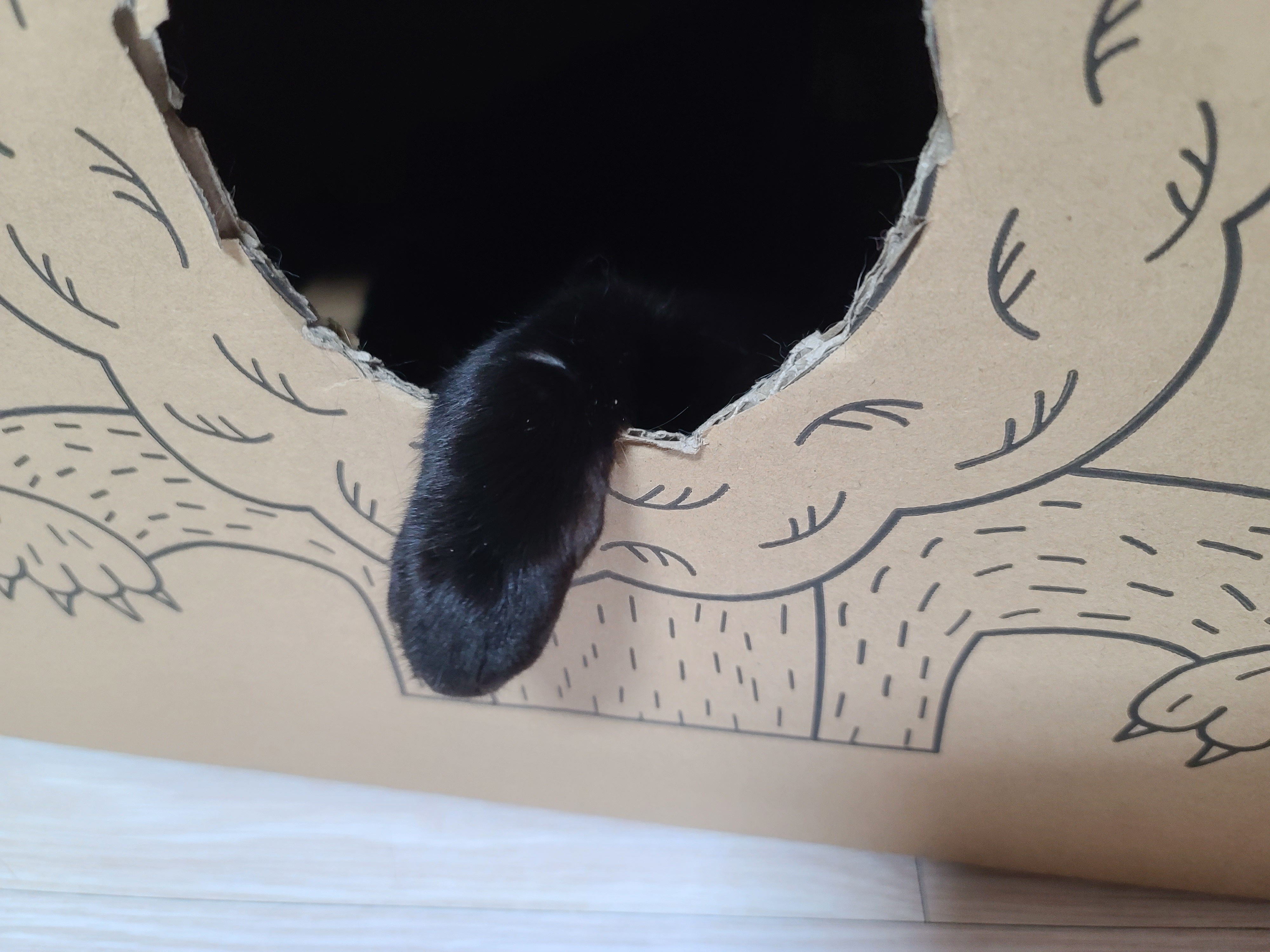 삐진 고양이 기분 풀어주기 (feat.고양이랑 놀아주는 방법)