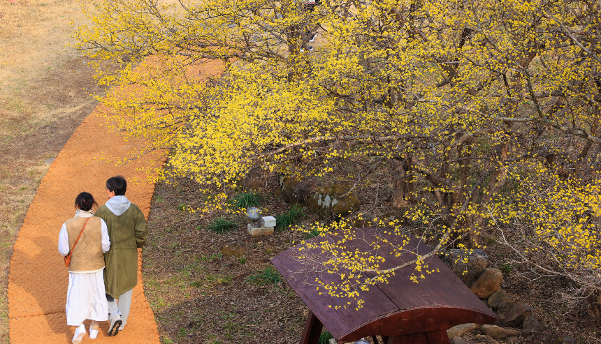 구례 산수유꽃축제 언제 갈까? 2025년 개화 시기 & 필수 코스