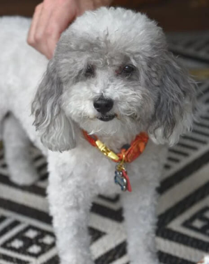 귀여운 실버 푸들 강아지