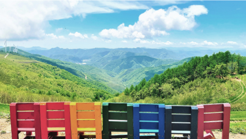 평창 육백마지기 샤스타데이지4