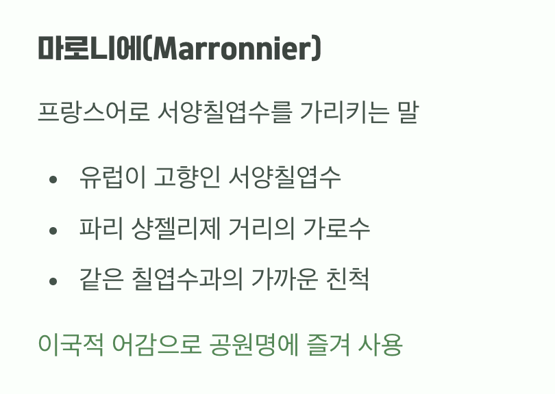 서양에서 온 사촌, '마로니에'