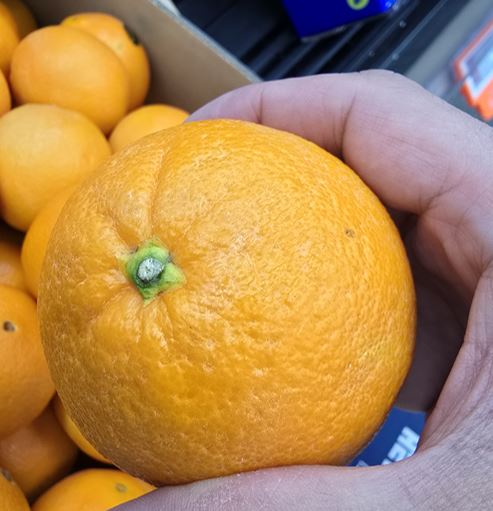 맛있는 오렌지 고르는법