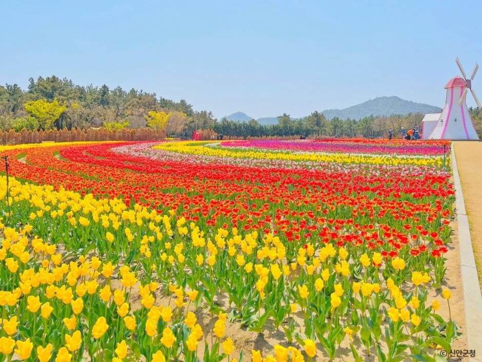임자도 튤립축제 기간·입장료 총정리