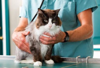 수의사에게 진찰을 받는 고양이.