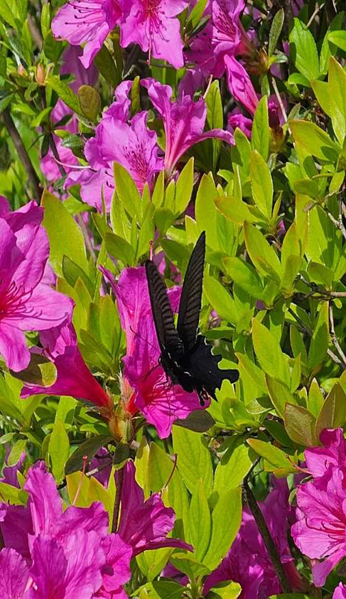 바이블랜드수목원