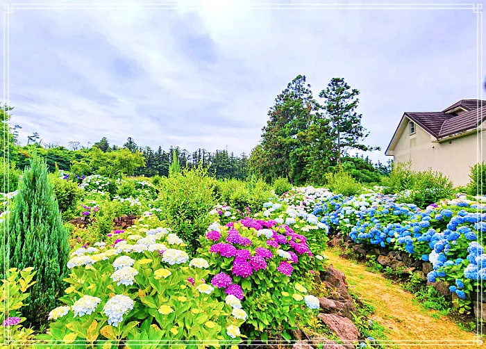 생방송 오늘저녁 제주, 조천 7월 수국 축제 명소, 수국정원, 인생사진, 디저트 카페 맛집