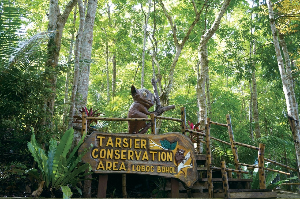 보홀 여행 추천 보홀 안경 원숭이 보호구역