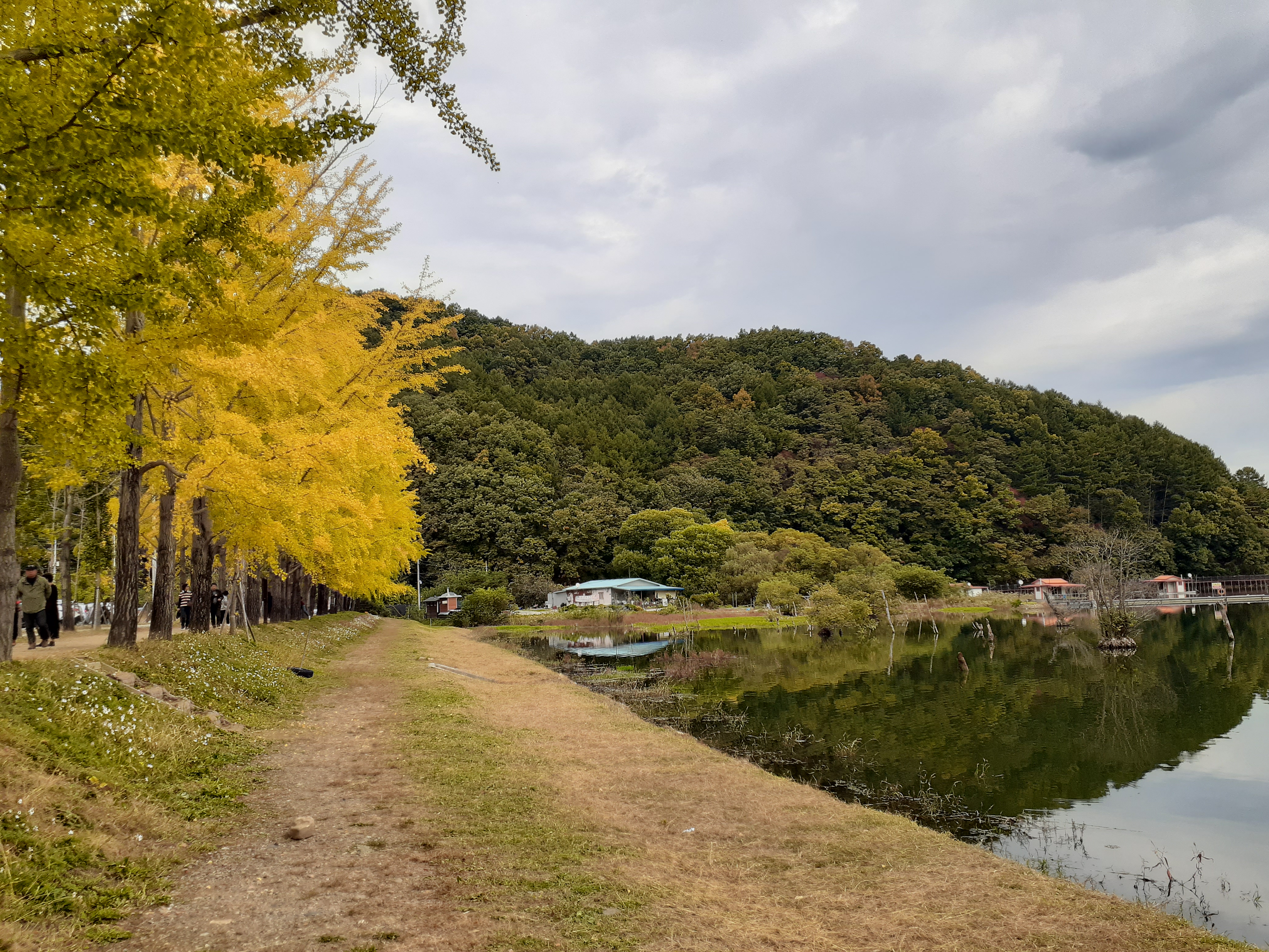 문광저수지단풍