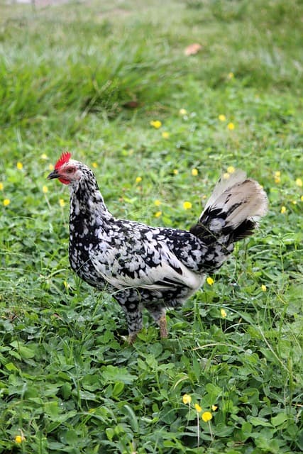 닭도 우울해질 수 있다? 스트레스 받는 닭의 행동 신호