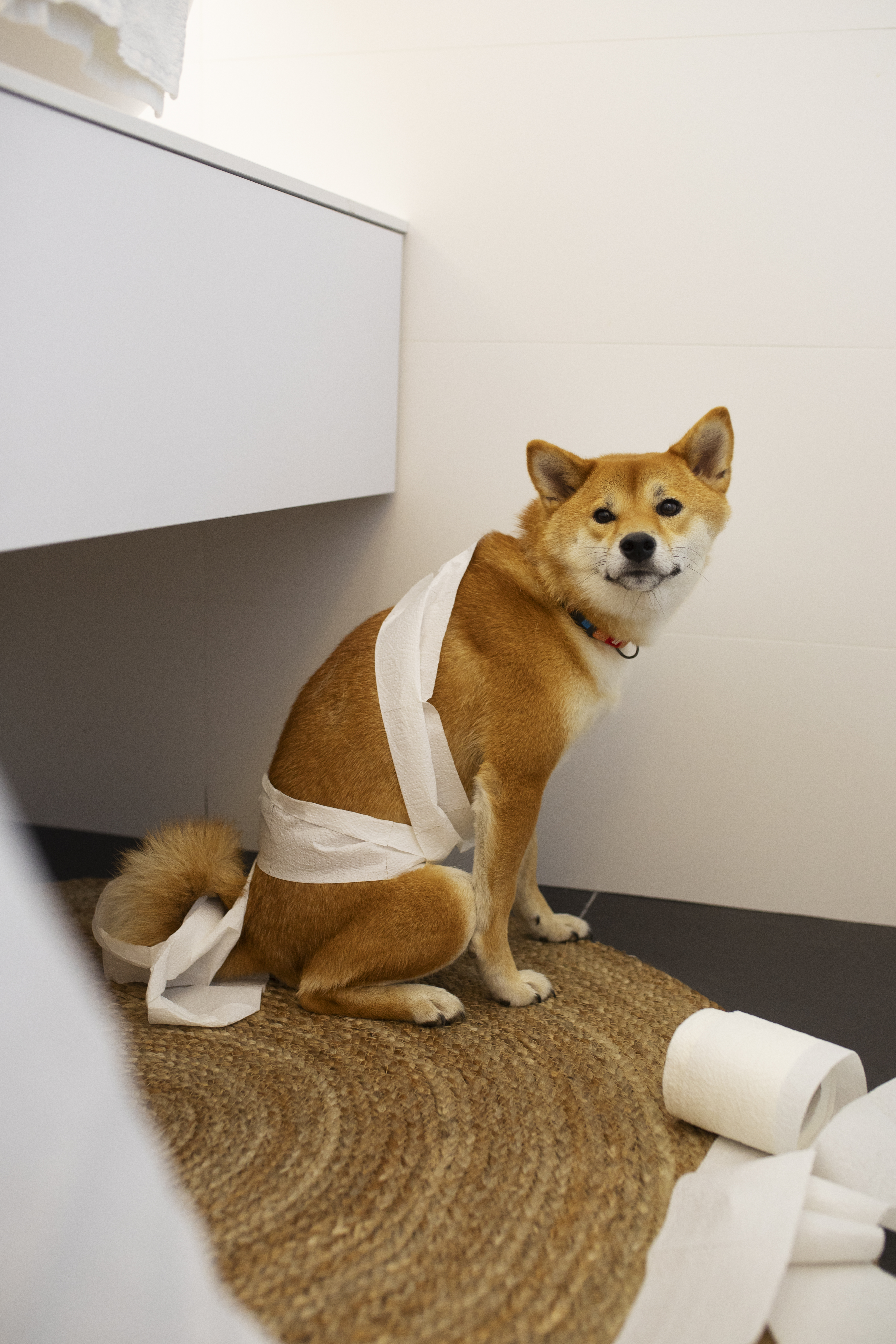 배변훈련 중인 강아지