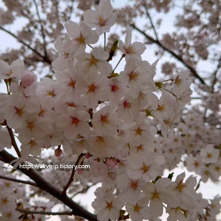 2025년 세종 벚꽃 3대 명소 현황: 조천 벚꽃길 만개, 고복저수지 축제 분위기