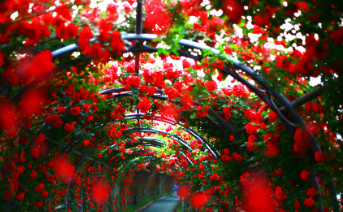 경산 하양 대부잠수교 장미 터널