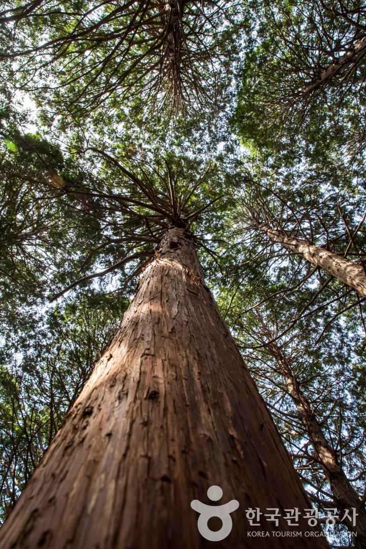 고흥 외나로도 편백숲