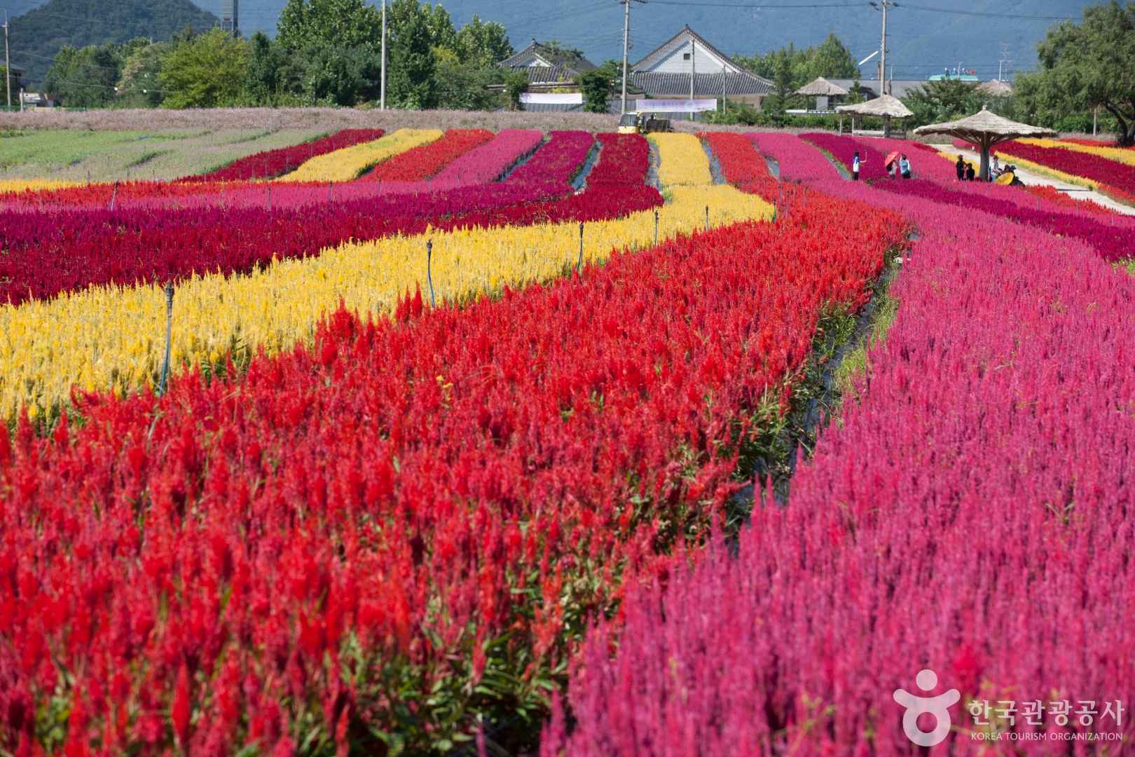 철원 고석정 꽃밭