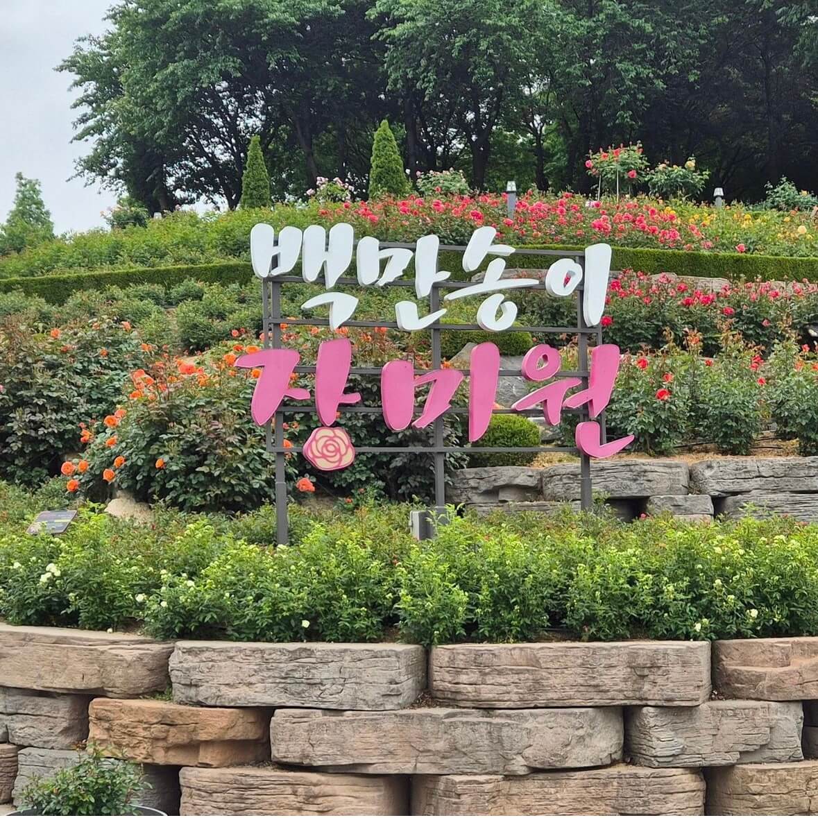 부천 백만송이장미공원 장미축제