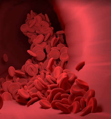 유자 효능은 빈혈에 도움이 된다 혈액을 현미경으로 확대한 모습