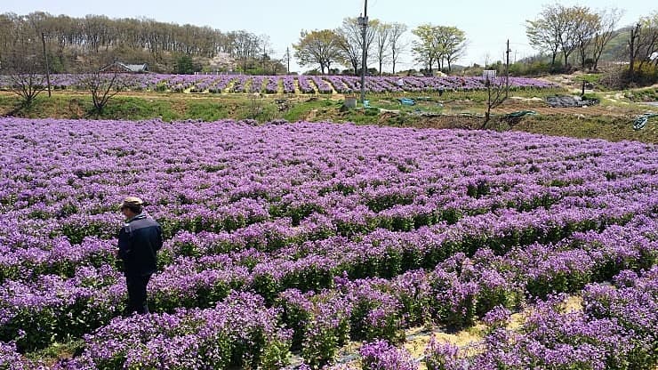 강화도 청유채꽃 ❘ 보라빛 유채꽃의 향연! 인천 근교 봄 여행 추천 ❘ 개화 시기 & 꿀팁 안내