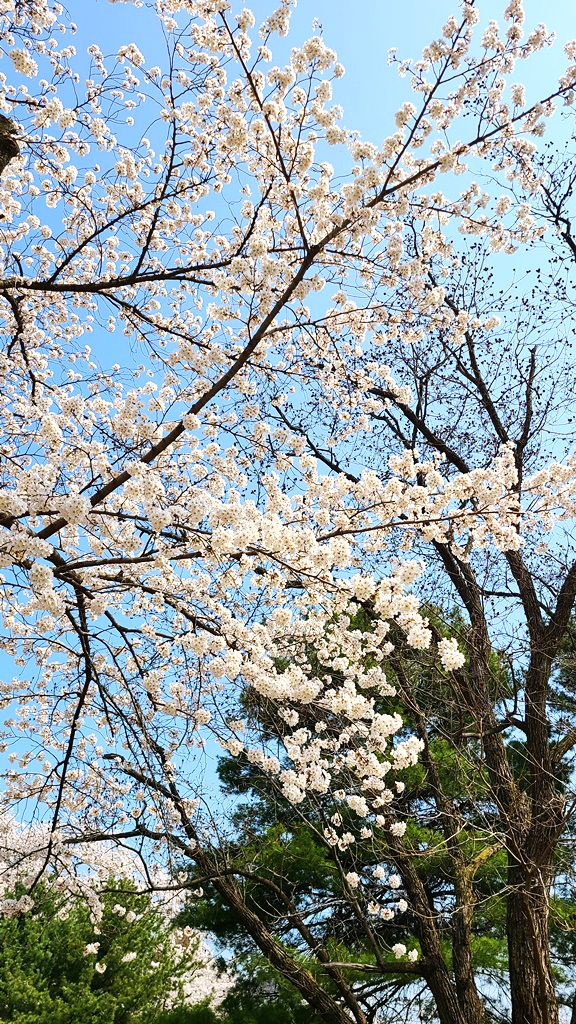 국립현충원-벚꽃명소