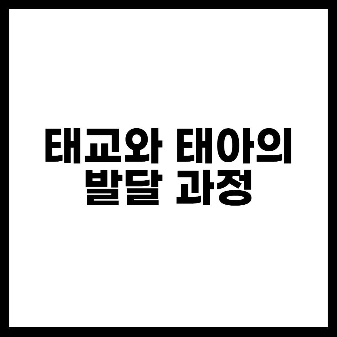 태교와 태아의 발달 과정