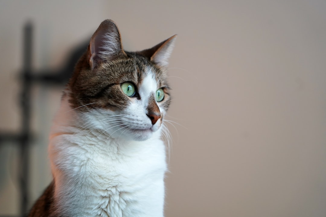 Cat.